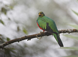Image. Goldkopftrogon