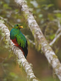 Image. Goldkopftrogon