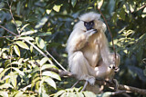 Image. Goldlangur