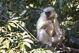 Image. Goldlangur
