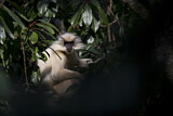 Image. Goldlangur