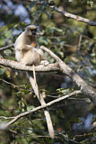 Image. Goldlangur