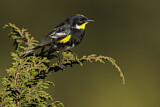 Image. Goldman's Warbler