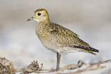 Image. Goldregenpfeifer