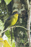 Image. Goldscheitel-Buschammer