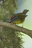 Image. Goldscheitel-Waldsänger