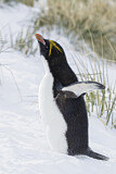 Image. Goldschopfpinguin