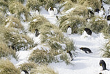Image. Goldschopfpinguin