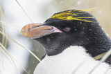 Image. Goldschopfpinguin