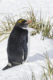 Image. Goldschopfpinguin