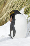 Image. Goldschopfpinguin