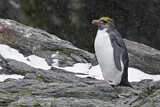 Image. Goldschopfpinguin