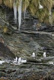 Image. Goldschopfpinguin