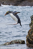 Image. Goldschopfpinguin