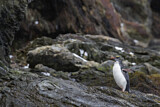 Image. Goldschopfpinguin