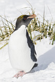 Image. Goldschopfpinguin