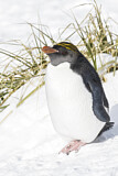 Image. Goldschopfpinguin