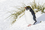 Image. Goldschopfpinguin