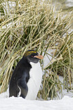 Image. Goldschopfpinguin