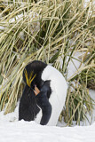 Image. Goldschopfpinguin