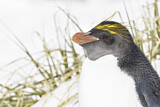 Image. Goldschopfpinguin