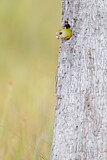 Image. Goldschultersittich
