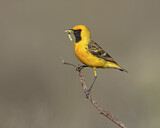 Image. Goldstirn-Trugschmätzer