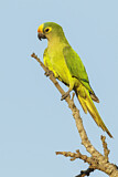 Image. Goldstirnsittich