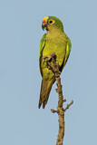 Image. Goldstirnsittich