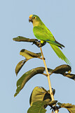 Image. Goldstirnsittich