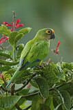 Image. Goldstirnsittich