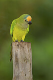 Image. Goldstirnsittich