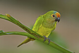 Image. Goldstirnsittich