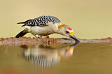 Image. Goldstirnspecht
