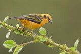 Image. Goldtangare