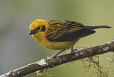 Image. Goldtangare