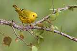 Image. Goldwaldsänger