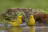 Image. Goldwaldsänger