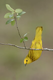 Image. Goldwaldsänger