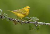 Image. Goldwaldsänger