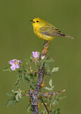 Image. Goldwaldsänger