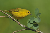 Image. Goldwaldsänger