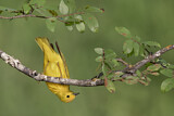 Image. Goldwaldsänger