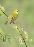 Image. Goldwaldsänger