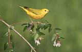 Image. Goldwaldsänger