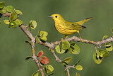 Image. Goldwaldsänger