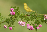 Image. Goldwaldsänger
