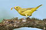 Image. Goldwaldsänger