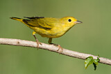 Image. Goldwaldsänger