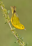 Image. Goldwaldsänger